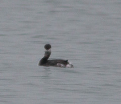 Podiceps auritus
