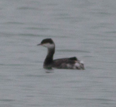 Podiceps auritus