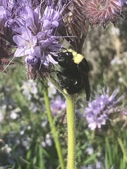 Bombus vosnesenskii