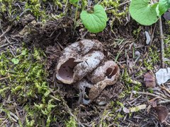 Sarcosphaera coronaria