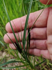 Carex divisa