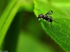 Rivellia syngenesiae