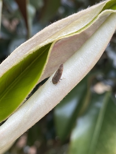 Privet Leafhopper photo 6