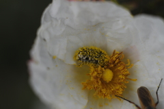 Oxythyrea