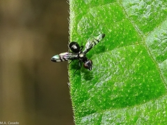 Rivellia syngenesiae