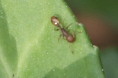 Temnothorax schaumii