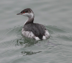 Podiceps auritus