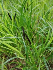 Carex divisa