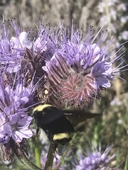 Bombus vosnesenskii