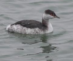 Podiceps auritus