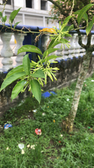 Cestrum nocturnum