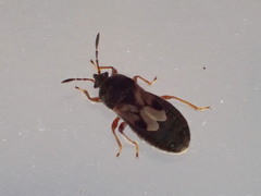 Blissus leucopterus