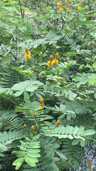 Senna