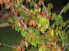 Angiospermae