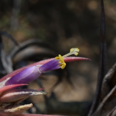 Tillandsia circinnatioides