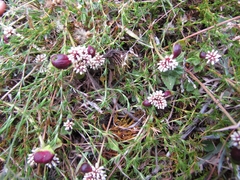 Alternanthera macbridei