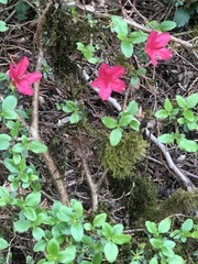 Rhododendron × hybridum