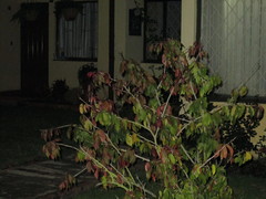 Angiospermae