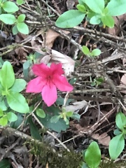 Rhododendron × hybridum