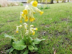 Primula veris