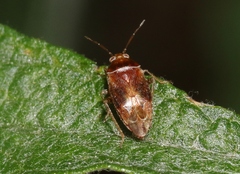 Agnocoris