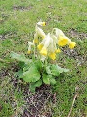 Primula veris