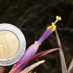 Tillandsia circinnatioides