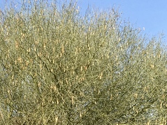 Parkinsonia florida