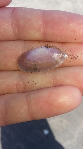 Hiatula nitida