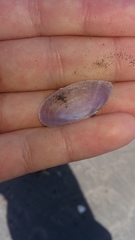 Hiatula nitida