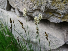 Carex divisa