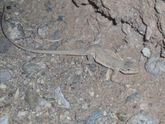 Urosaurus graciosus graciosus