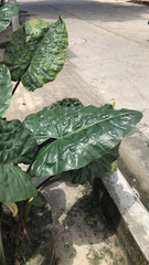 Alocasia