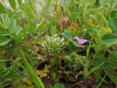Alyssum umbellatum