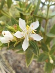 Trembleya phlogiformis