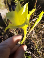 Gladiolus albens