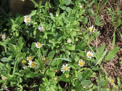 Aphanostephus skirrhobasis thalassius