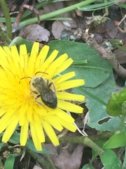 Andrena