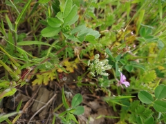 Alyssum umbellatum