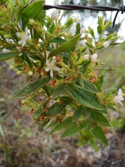 Trembleya phlogiformis