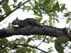 Sciurus variegatoides adolphei