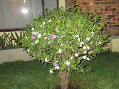 Angiospermae