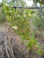 Trembleya phlogiformis