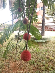 Parkia