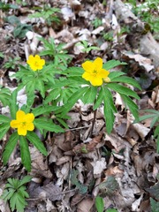 Anemonoides ranunculoides