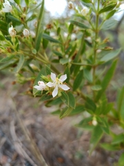 Trembleya phlogiformis