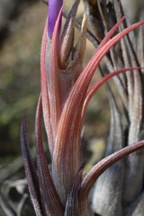 Tillandsia circinnatioides