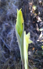 Gladiolus albens