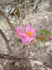 Kielmeyera rubriflora