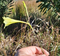 Gladiolus albens